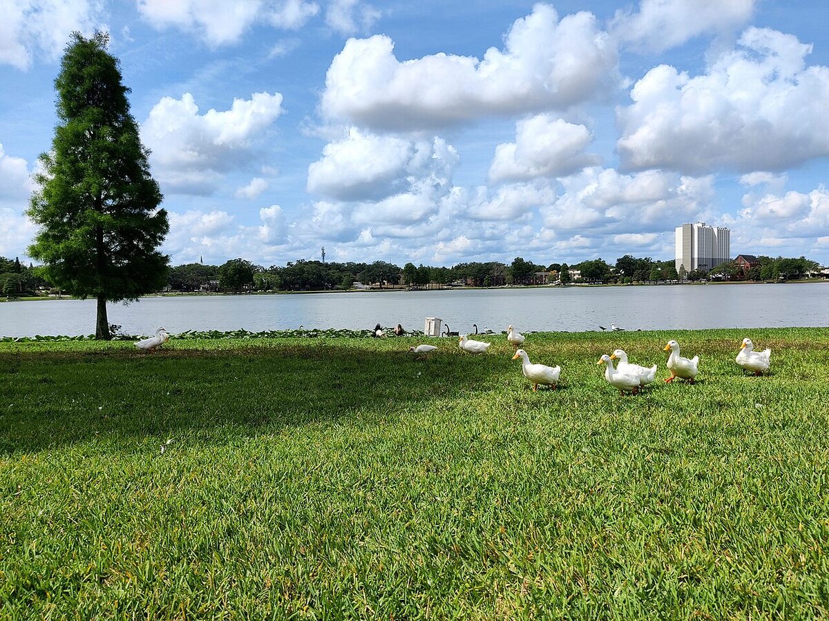 Birds beside the shore of Lake Morton in Lakeland in 2023